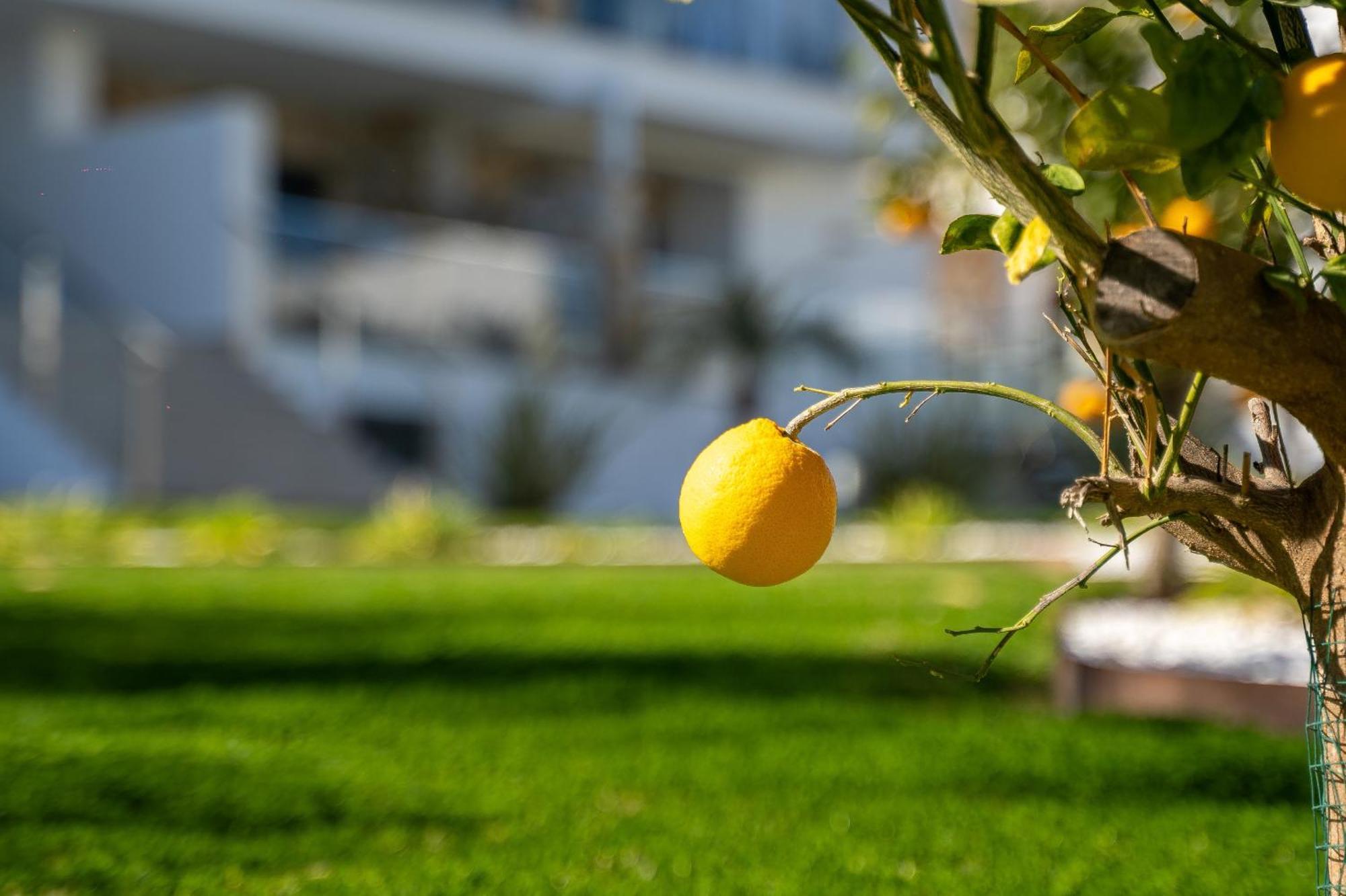 Cenuela - Lush Haven By United Renters Apartment Torrevieja